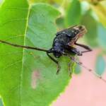 Phoracantha punctata (Longhorn Beetle), Alice Springs NT