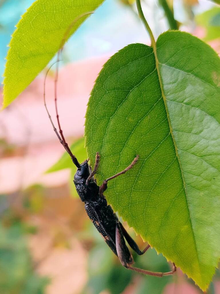 Phoracantha punctata (Longhorn Beetle), Alice Springs NT