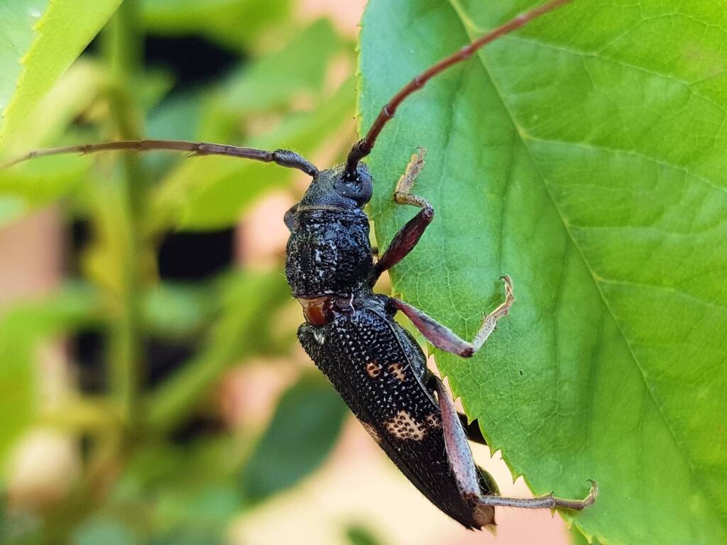 Phoracantha punctata (Longhorn Beetle), Alice Springs NT