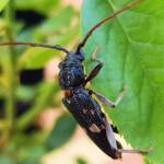 Phoracantha punctata (Longhorn Beetle), Alice Springs NT