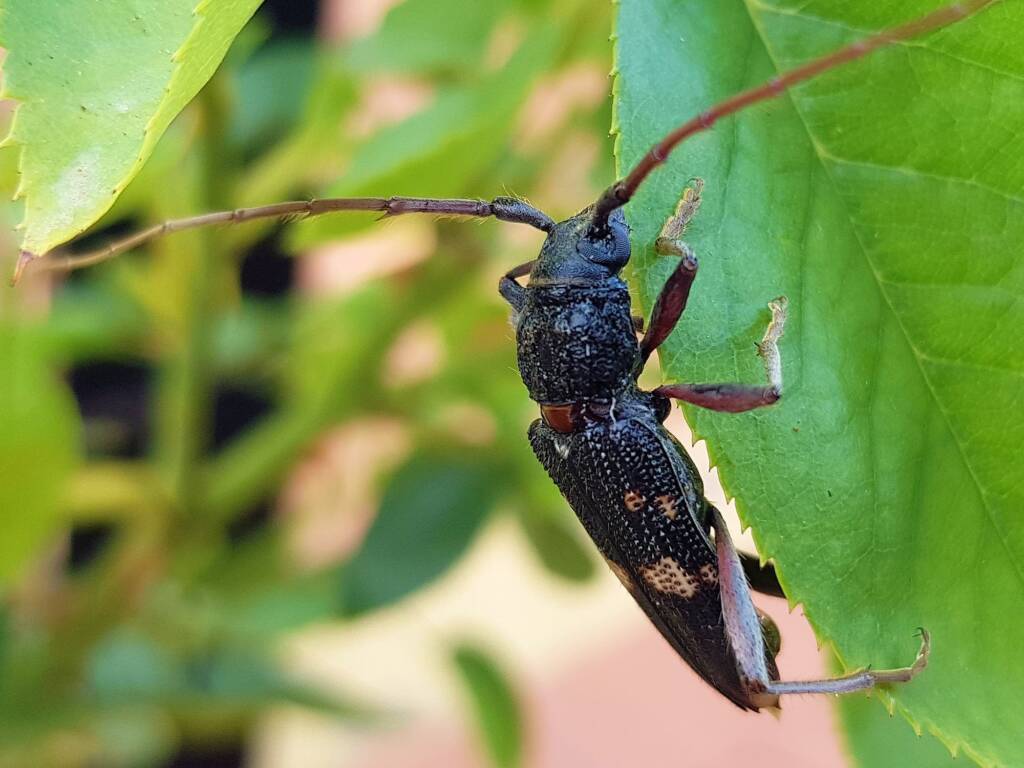 Phoracantha punctata (Longhorn Beetle), Alice Springs NT