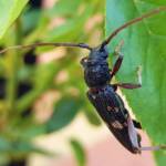 Phoracantha punctata (Longhorn Beetle), Alice Springs NT