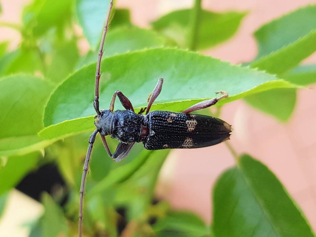 Phoracantha punctata (Longhorn Beetle), Alice Springs NT