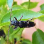 Phoracantha punctata (Longhorn Beetle), Alice Springs NT