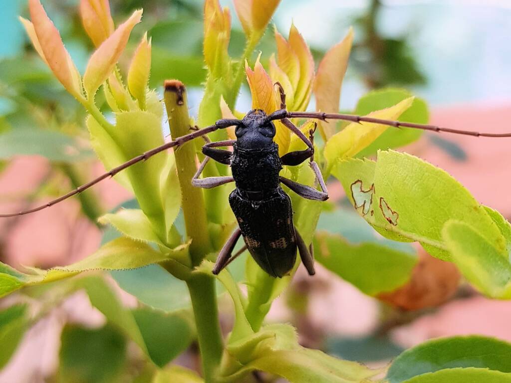 Phoracantha punctata (Longhorn Beetle), Alice Springs NT