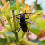 Phoracantha punctata (Longhorn Beetle), Alice Springs NT