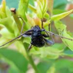 Phoracantha punctata (Longhorn Beetle), Alice Springs NT