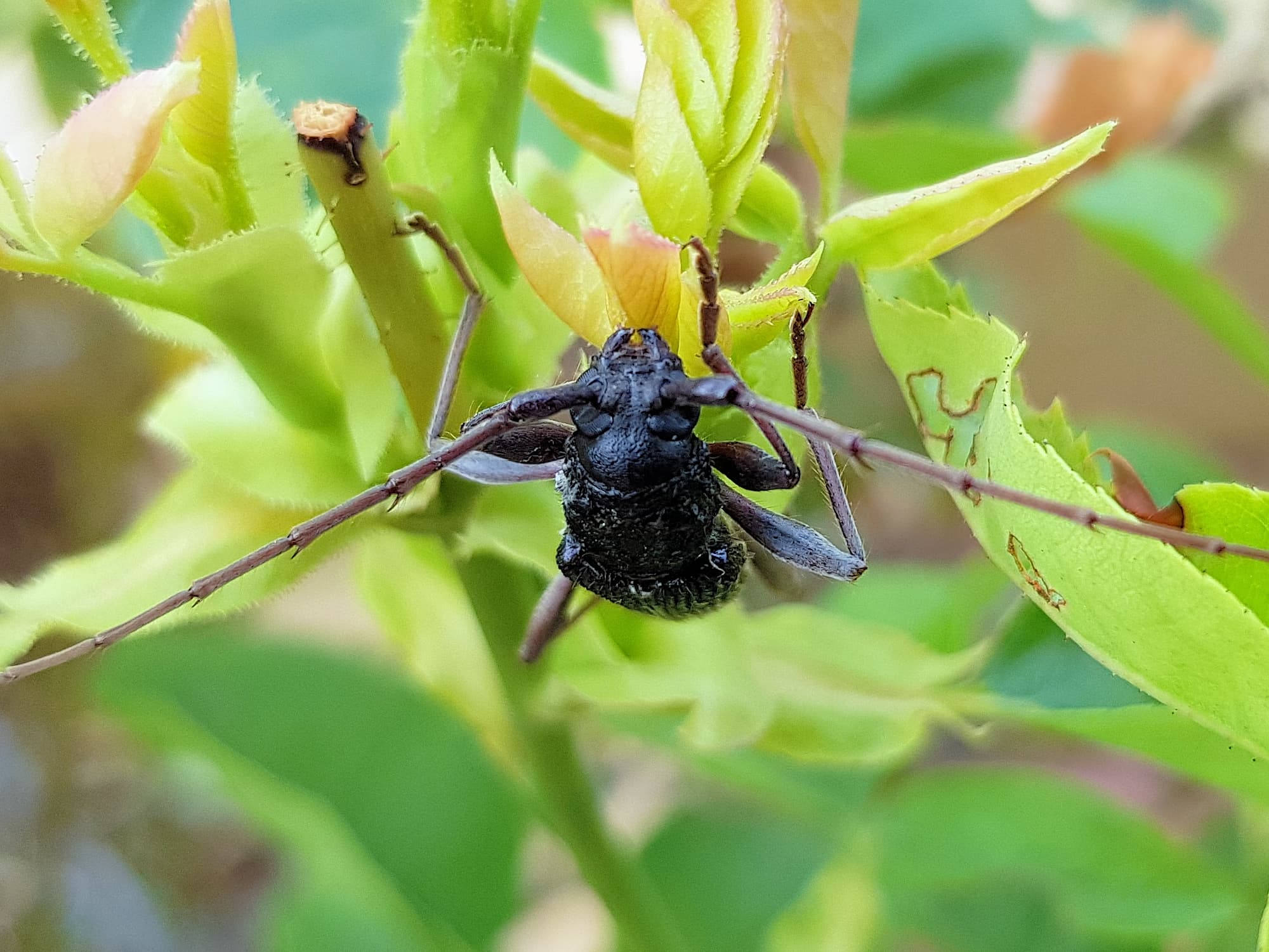 Phoracantha punctata (Longhorn Beetle), Alice Springs NT