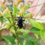 Phoracantha punctata (Longhorn Beetle), Alice Springs NT
