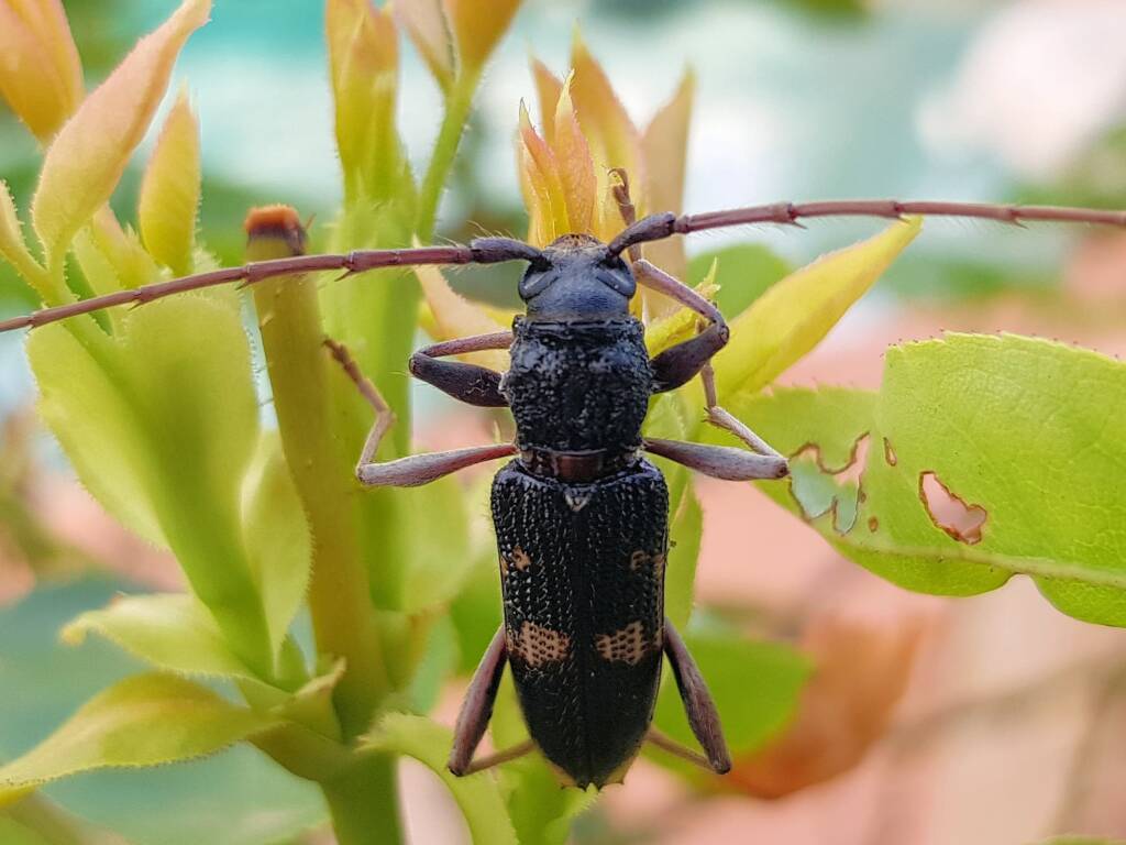 Phoracantha punctata (Longhorn Beetle), Alice Springs NT