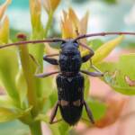 Phoracantha punctata (Longhorn Beetle), Alice Springs NT