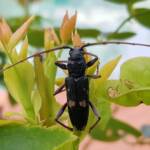 Phoracantha punctata (Longhorn Beetle), Alice Springs NT