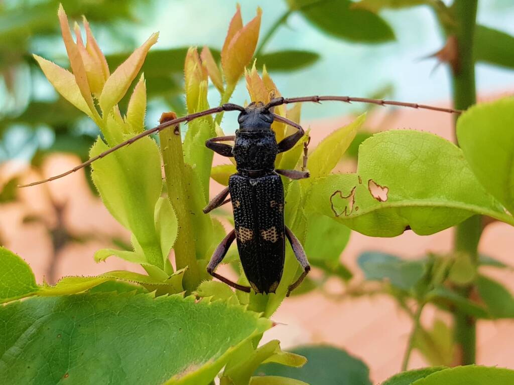 Phoracantha punctata (Longhorn Beetle), Alice Springs NT