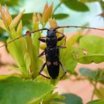 Phoracantha punctata (Longhorn Beetle), Alice Springs NT