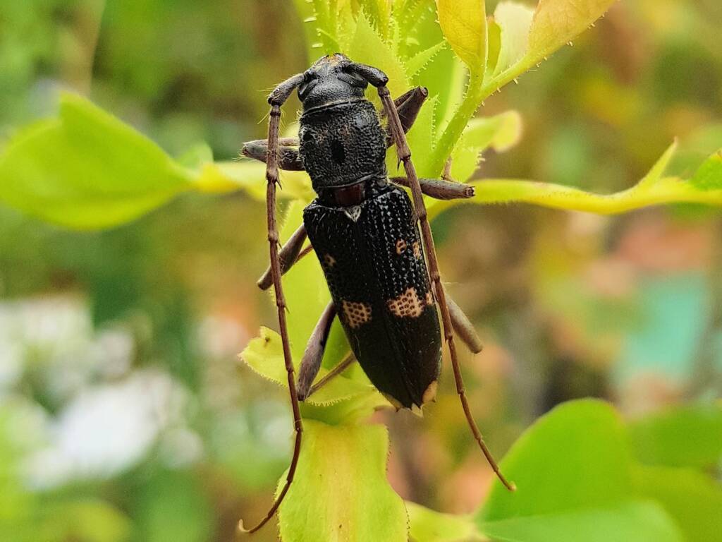 Phoracantha punctata (Longhorn Beetle), Alice Springs NT