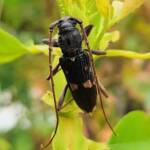 Phoracantha punctata (Longhorn Beetle), Alice Springs NT