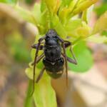 Phoracantha punctata (Longhorn Beetle), Alice Springs NT