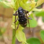 Phoracantha punctata (Longhorn Beetle), Alice Springs NT