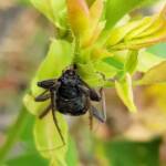 Phoracantha punctata (Longhorn Beetle), Alice Springs NT