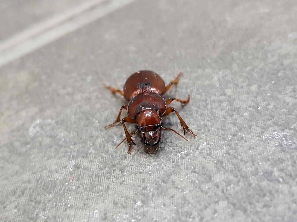 Phorticosomus sp, Alice Springs NT