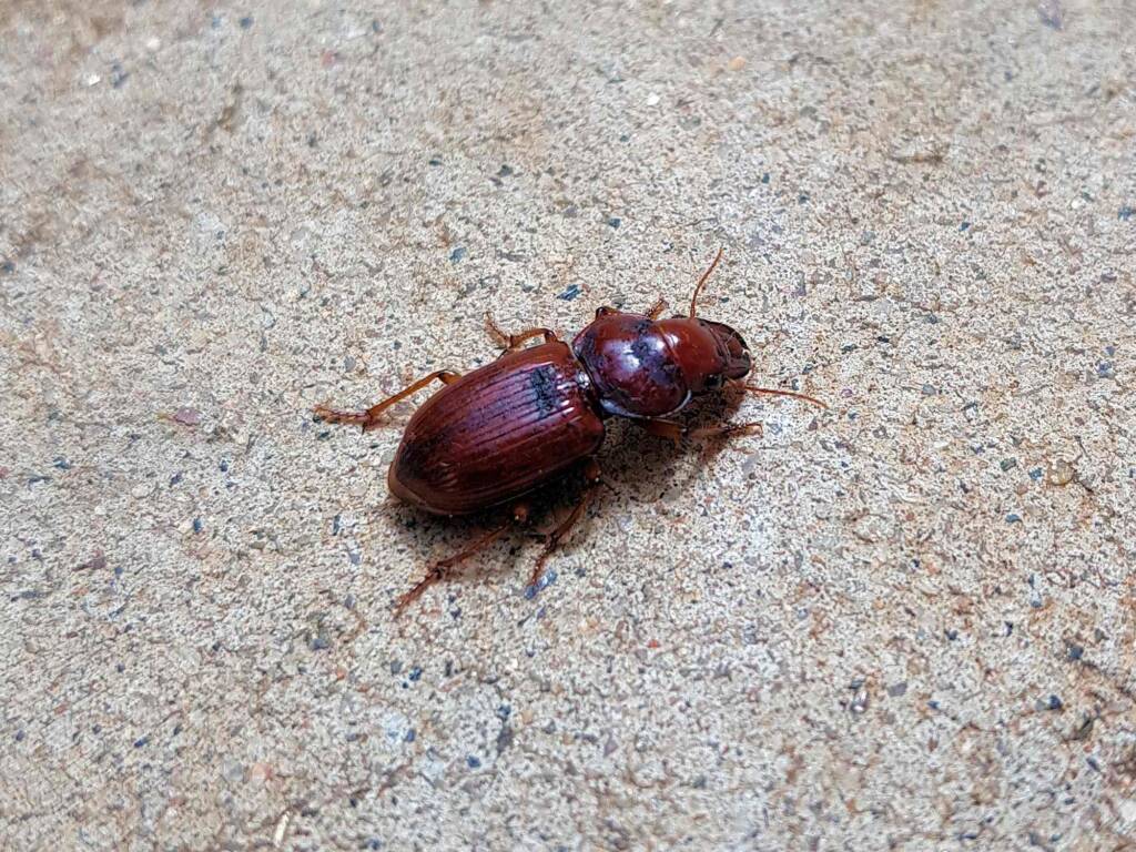 Phorticosomus sp, Alice Springs NT