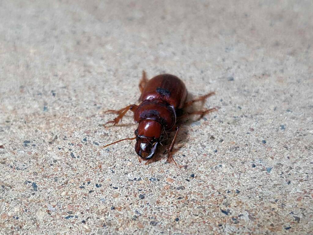 Phorticosomus sp, Alice Springs NT