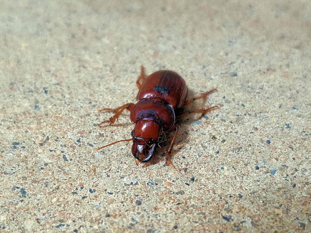 Phorticosomus sp, Alice Springs NT