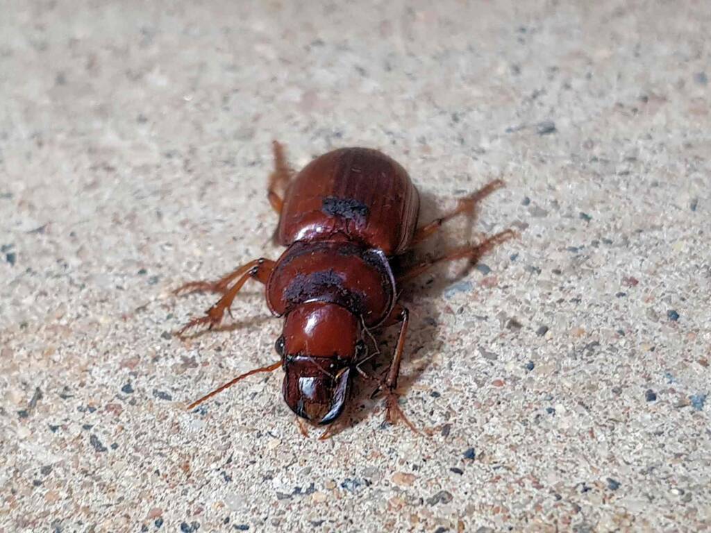 Phorticosomus sp, Alice Springs NT