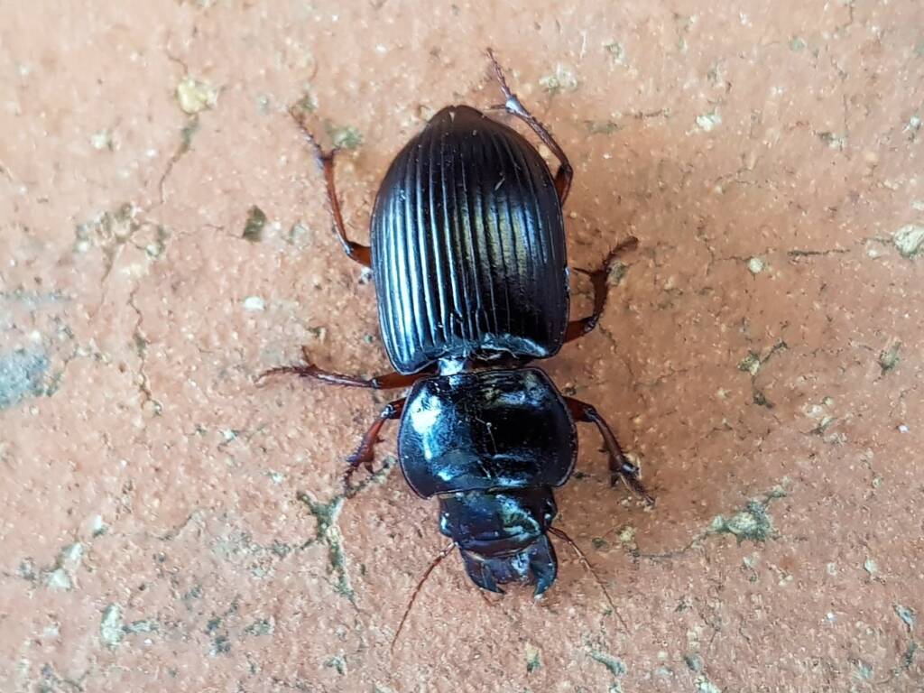 Phorticosomus sp (family Carabidae / tribe Harpalini), Alice Springs NT