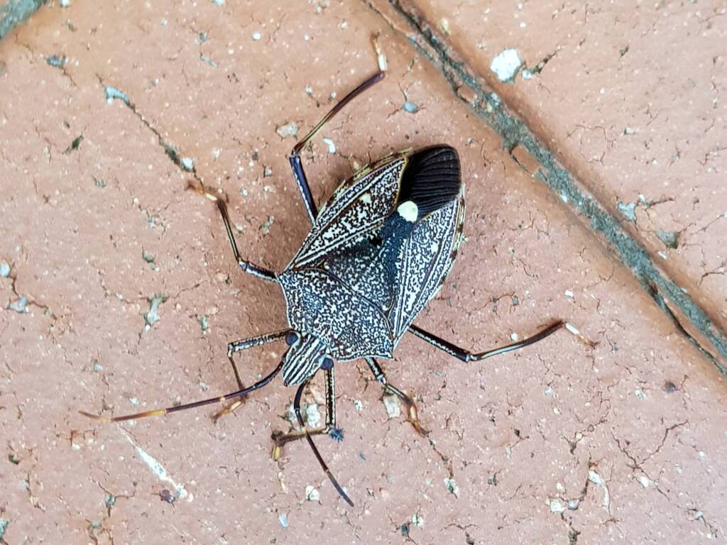 Common Gum Tree Shield Bug (Poecilometis patruelis), Alice Springs NT