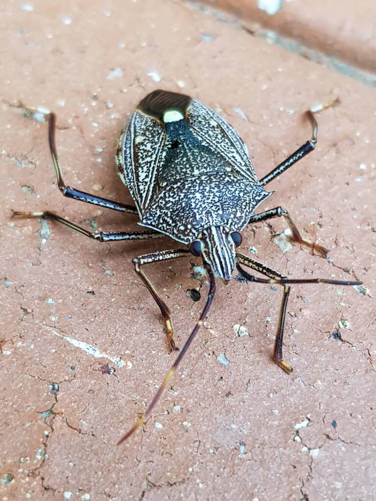 Common Gum Tree Shield Bug (Poecilometis patruelis), Alice Springs NT