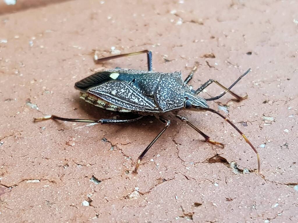 Common Gum Tree Shield Bug (Poecilometis patruelis), Alice Springs NT