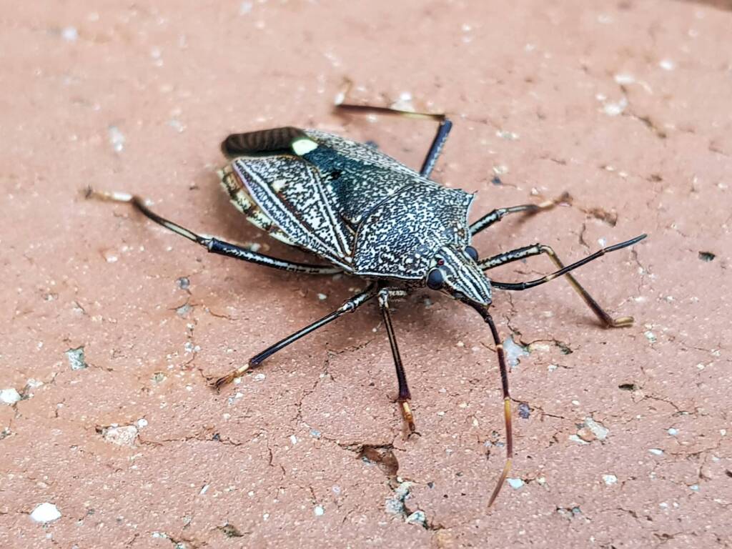 Common Gum Tree Shield Bug (Poecilometis patruelis), Alice Springs NT
