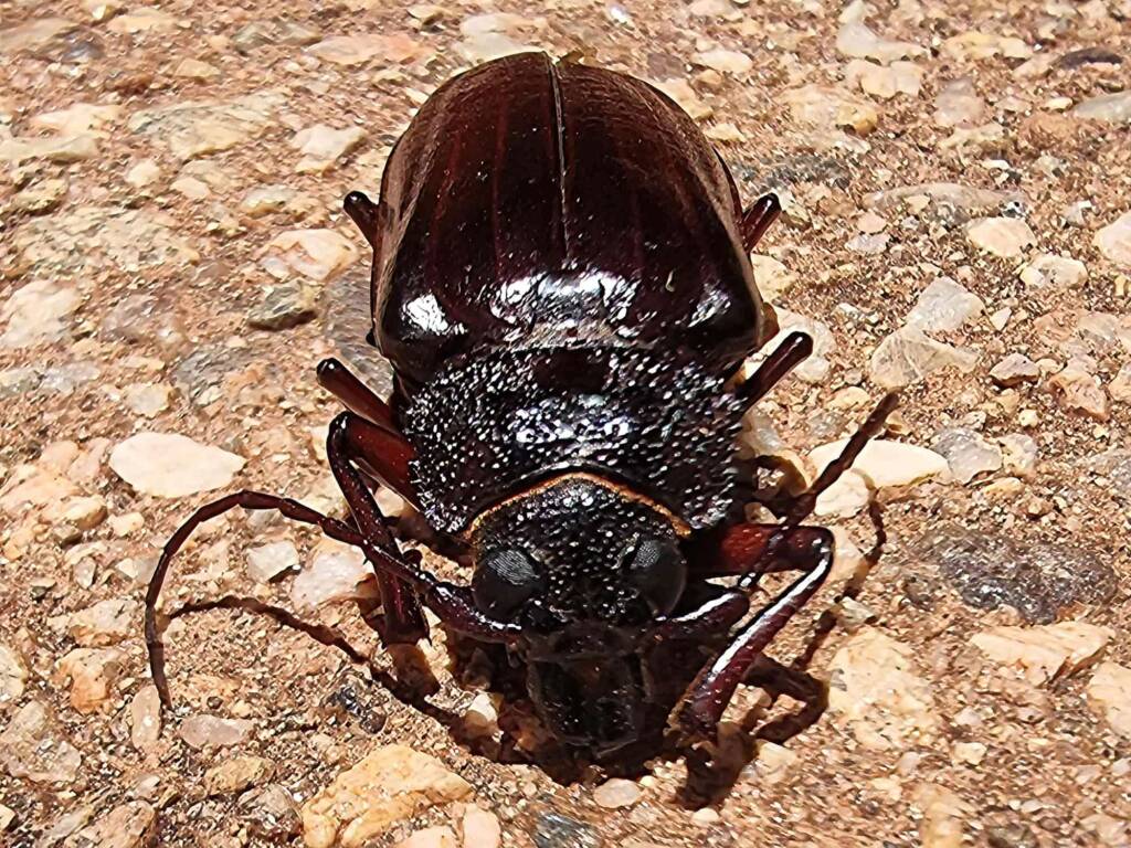 family Cerambycidae, subfamily Prioninae, Alice Springs NT