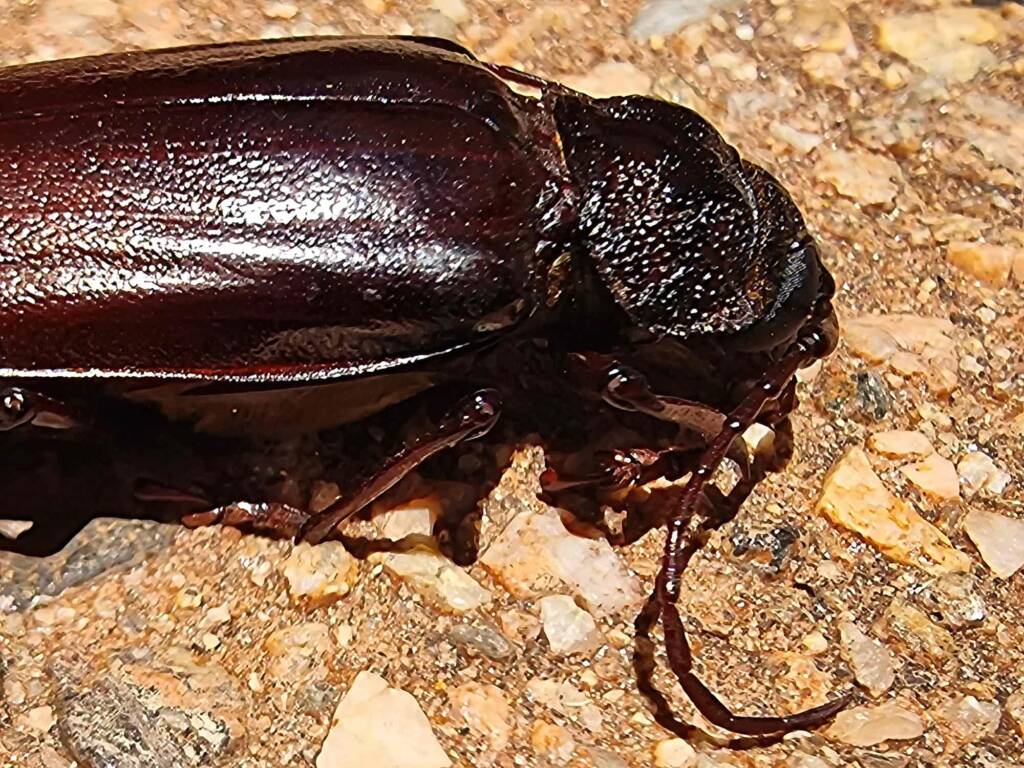 family Cerambycidae, subfamily Prioninae, Alice Springs NT