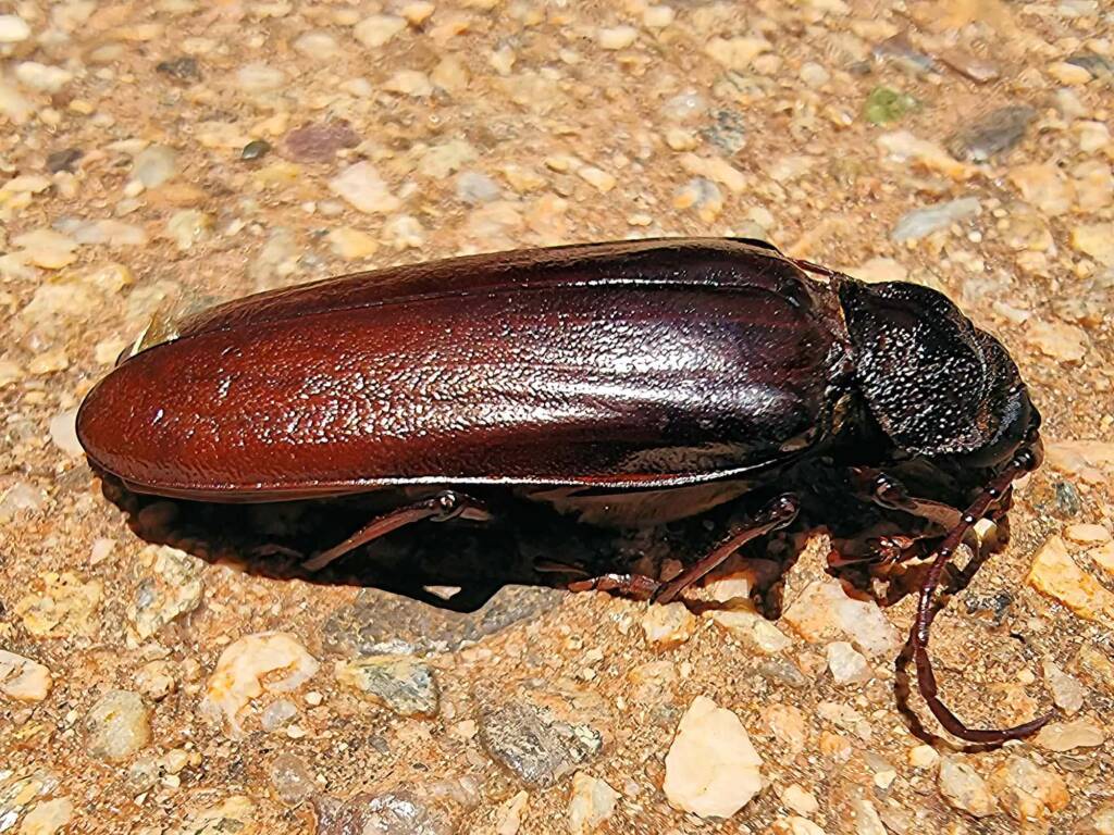 family Cerambycidae, subfamily Prioninae, Alice Springs NT