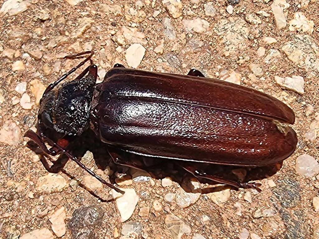 family Cerambycidae, subfamily Prioninae, Alice Springs NT