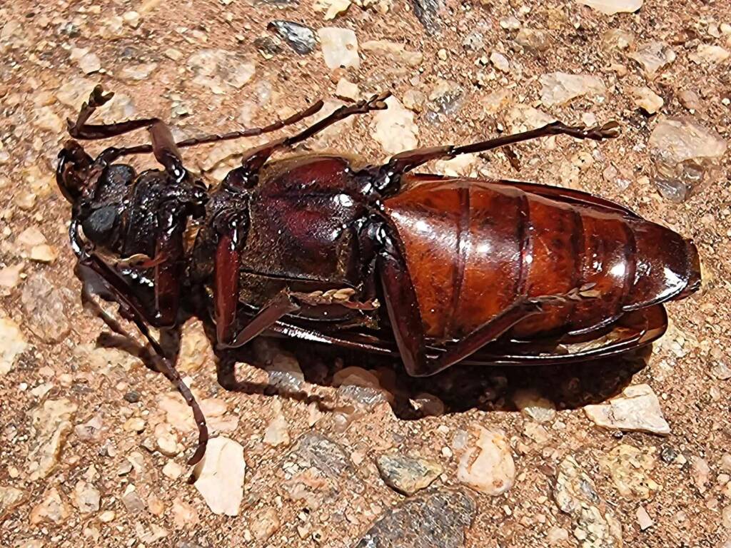 family Cerambycidae, subfamily Prioninae, Alice Springs NT