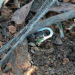 Pterostylis angusta (tubers disturbed by herbivore), Great Southern Region WA © Terry Dunham