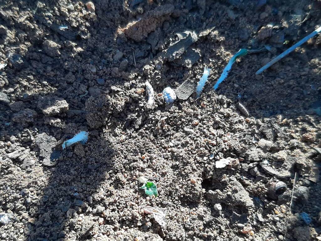 Pterostylis angusta (tubers disturbed by herbivore), Great Southern Region WA © Terry Dunham