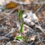 Pterostylis angusta (Narrow-hooded Shell Orchid), Stirling Range National Park WA © Terry Dunham