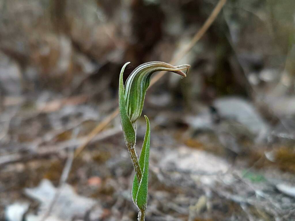 Pterostylis angusta (Narrow-hooded Shell Orchid), Stirling Range National Park WA © Terry Dunham