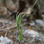 Pterostylis angusta (Narrow-hooded Shell Orchid), Stirling Range National Park WA © Terry Dunham