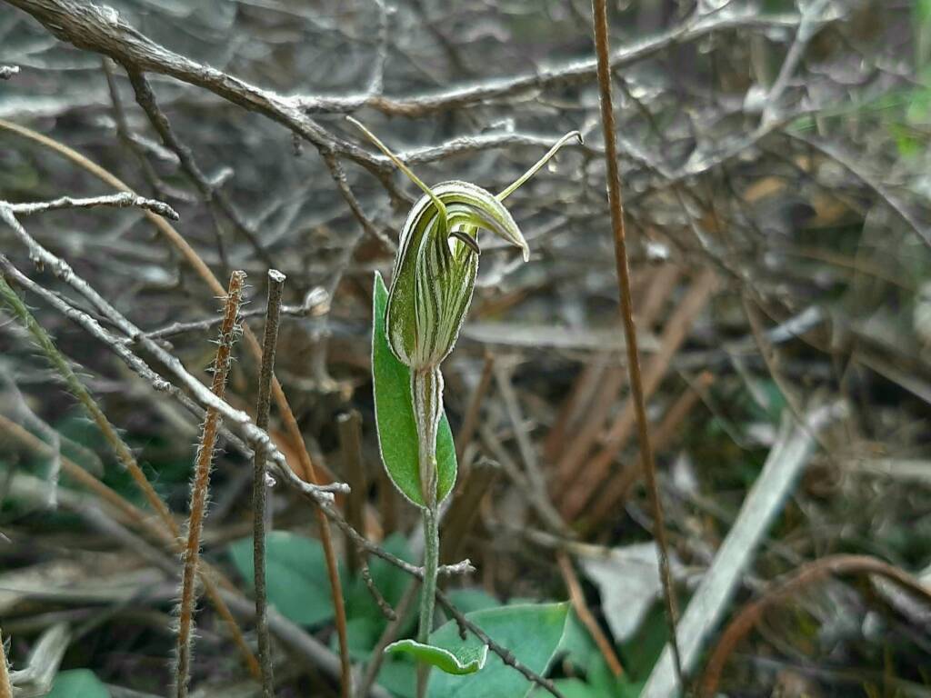 Pterostylis angusta (Narrow-hooded Shell Orchid), Stirling Range National Park WA © Terry Dunham