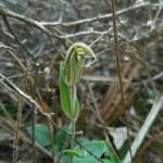Pterostylis angusta (Narrow-hooded Shell Orchid), Stirling Range National Park WA © Terry Dunham
