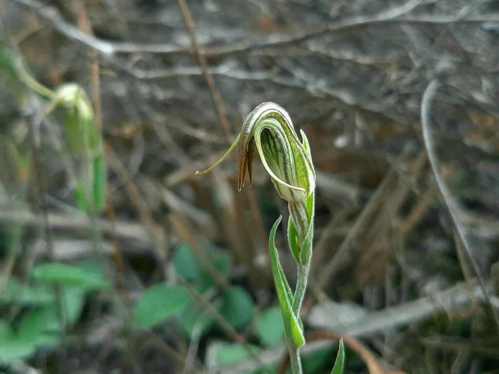 Pterostylis angusta (Narrow-hooded Shell Orchid), Stirling Range National Park WA © Terry Dunham