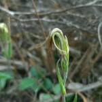 Pterostylis angusta (Narrow-hooded Shell Orchid), Stirling Range National Park WA © Terry Dunham