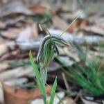 Pterostylis angusta (Narrow-hooded Shell Orchid), Stirling Range National Park WA © Terry Dunham
