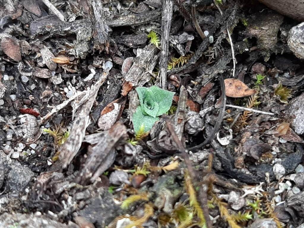 Pterostylis angusta (Narrow-hooded Shell Orchid) leaf rosette, Great Southern Region WA © Terry Dunham