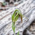 Pterostylis angusta (Narrow-hooded Shell Orchid), Stirling Range National Park WA © Terry Dunham